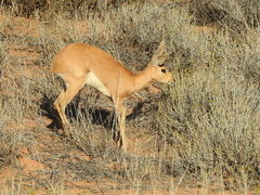 Raphicerus campestris