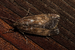 Eudonia asterisca