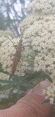 Stenoderus suturalis