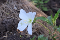 Oenothera centaurifolia