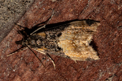 Eudonia chlamydota