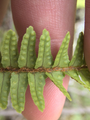Nephrolepis flexuosa