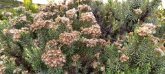 Ozothamnus turbinatus