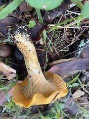 Cantharellus formosus