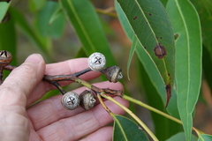 Eucalyptus scias