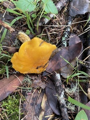 Cantharellus formosus