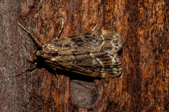 Eudonia legnota