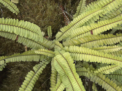 Nephrolepis flexuosa