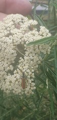 Stenoderus suturalis