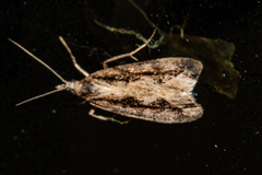Eudonia steropaea