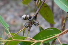 Eucalyptus scias