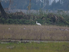 Leucogeranus leucogeranus