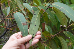 Eucalyptus scias