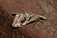 Gadira acerella