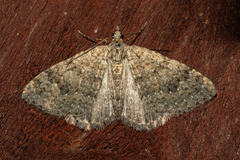 Helastia corcularia