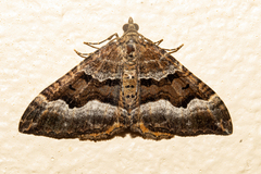 Hydriomena deltoidata