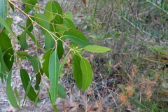 Eucalyptus scias