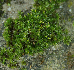 Orthotrichum diaphanum