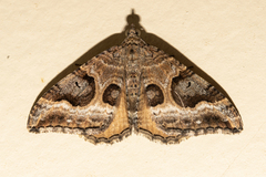 Hydriomena deltoidata