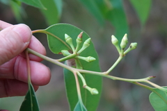 Eucalyptus scias