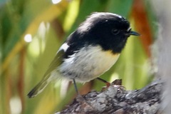 Petroica macrocephala macrocephala