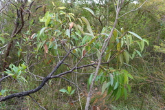 Eucalyptus scias