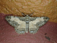 Colocleora divisaria