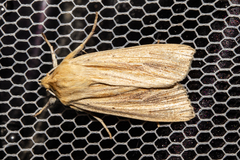 Ichneutica semivittata