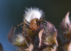 Araneus albotriangulus