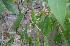 Eucalyptus scias