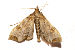 Leucinodes cordalis