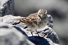 Anthus novaeseelandiae