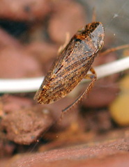 Aphrodes