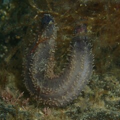 Neoamphicyclus mutans