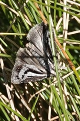 Orocrambus machaeristes
