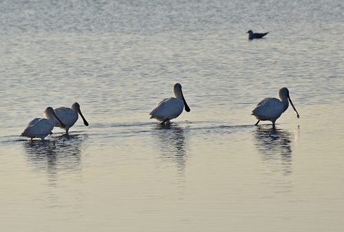 Espátula común (Platalea leucorodia)
