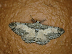 Colocleora divisaria