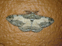Colocleora divisaria