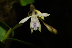 Epidendrum pallidiflorum