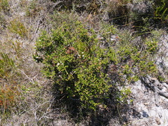 Lysinema ciliatum