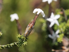 Lysinema ciliatum
