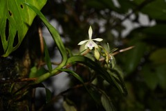 Epidendrum pallidiflorum