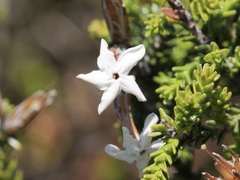 Lysinema ciliatum