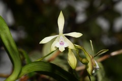 Epidendrum pallidiflorum