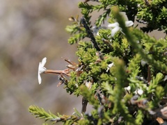 Lysinema ciliatum