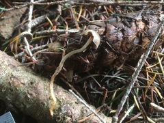 Psilocybe serbica