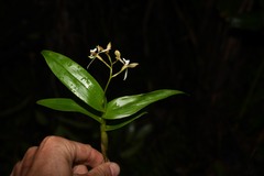Epidendrum pallidiflorum
