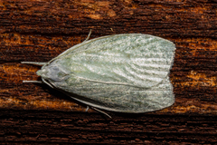 Nymphostola galactina