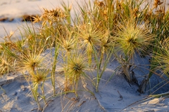 Spinifex hirsutus