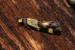 Opogona comptella